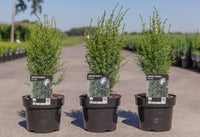 Juniperus communis 'Arnold'