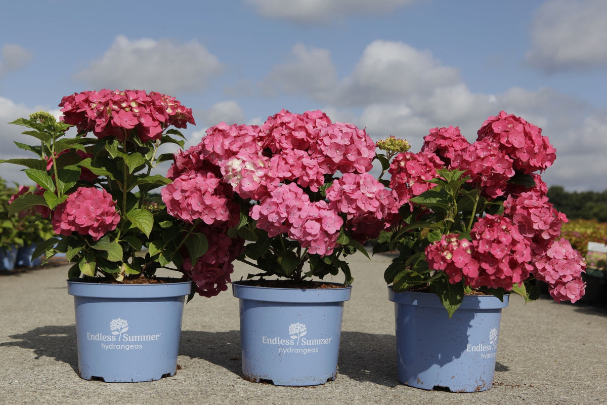 Hydrangea macrophylla ‘Summer Love’ reblooming Endless Summer mophead hydrangea with rich pink flowers for borders