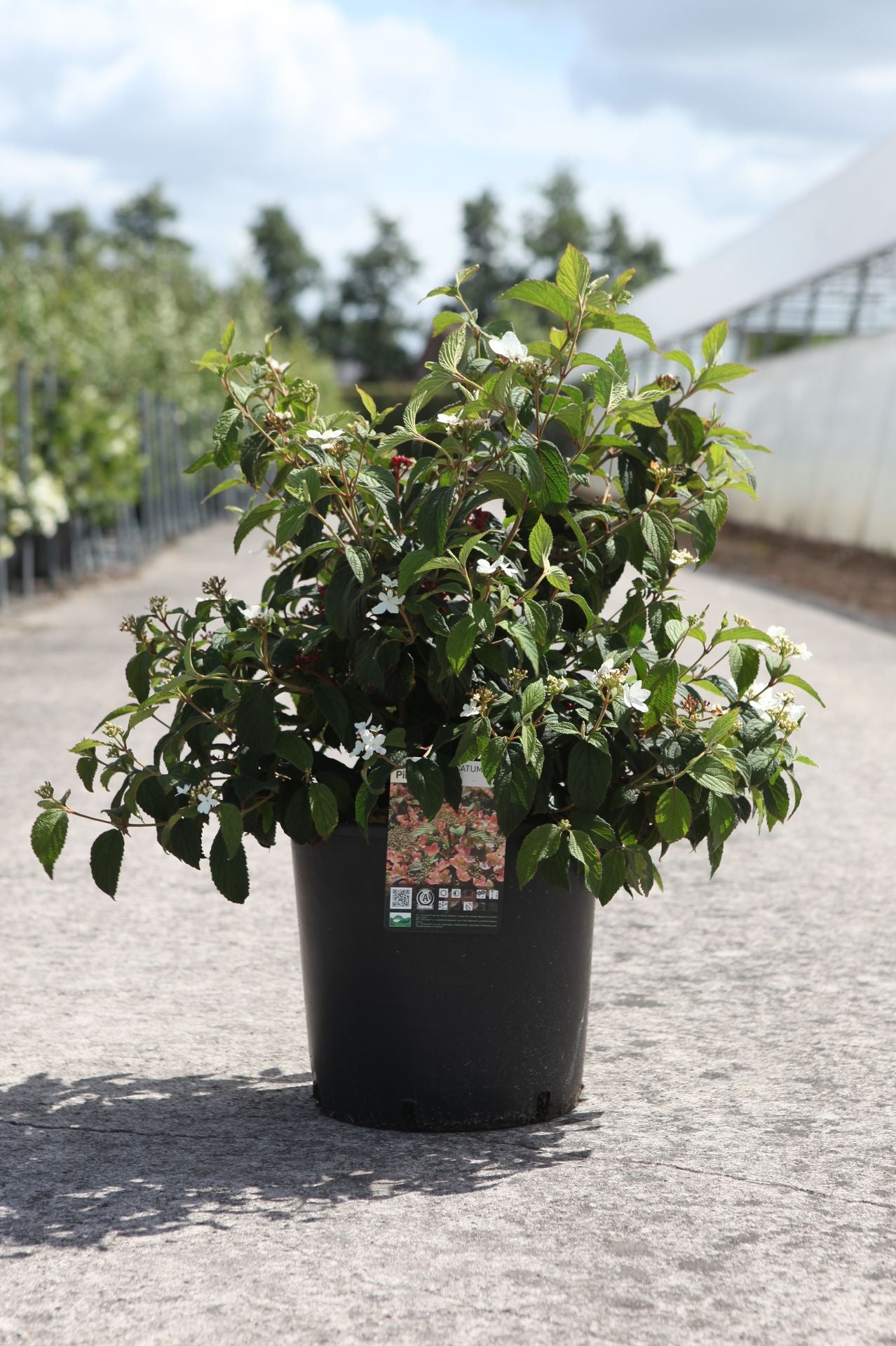 Viburnum plicatum PINKIMONO (PBR)