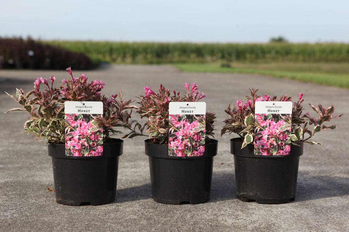 Weigela florida MONET (PBR)