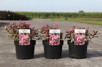 Weigela florida MONET (PBR)