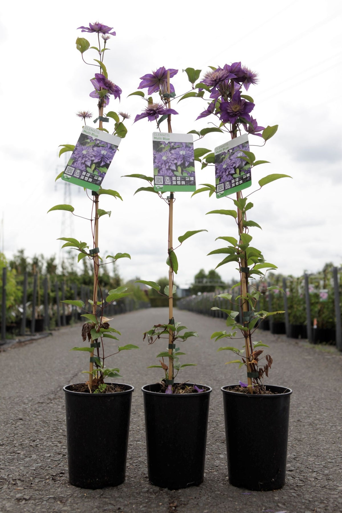 Clematis 'Multi Blue'