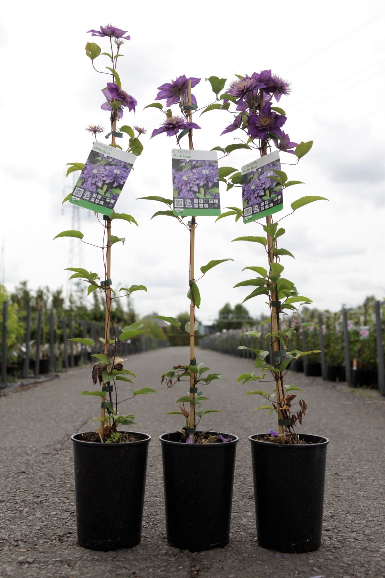 Clematis 'Multi Blue'
