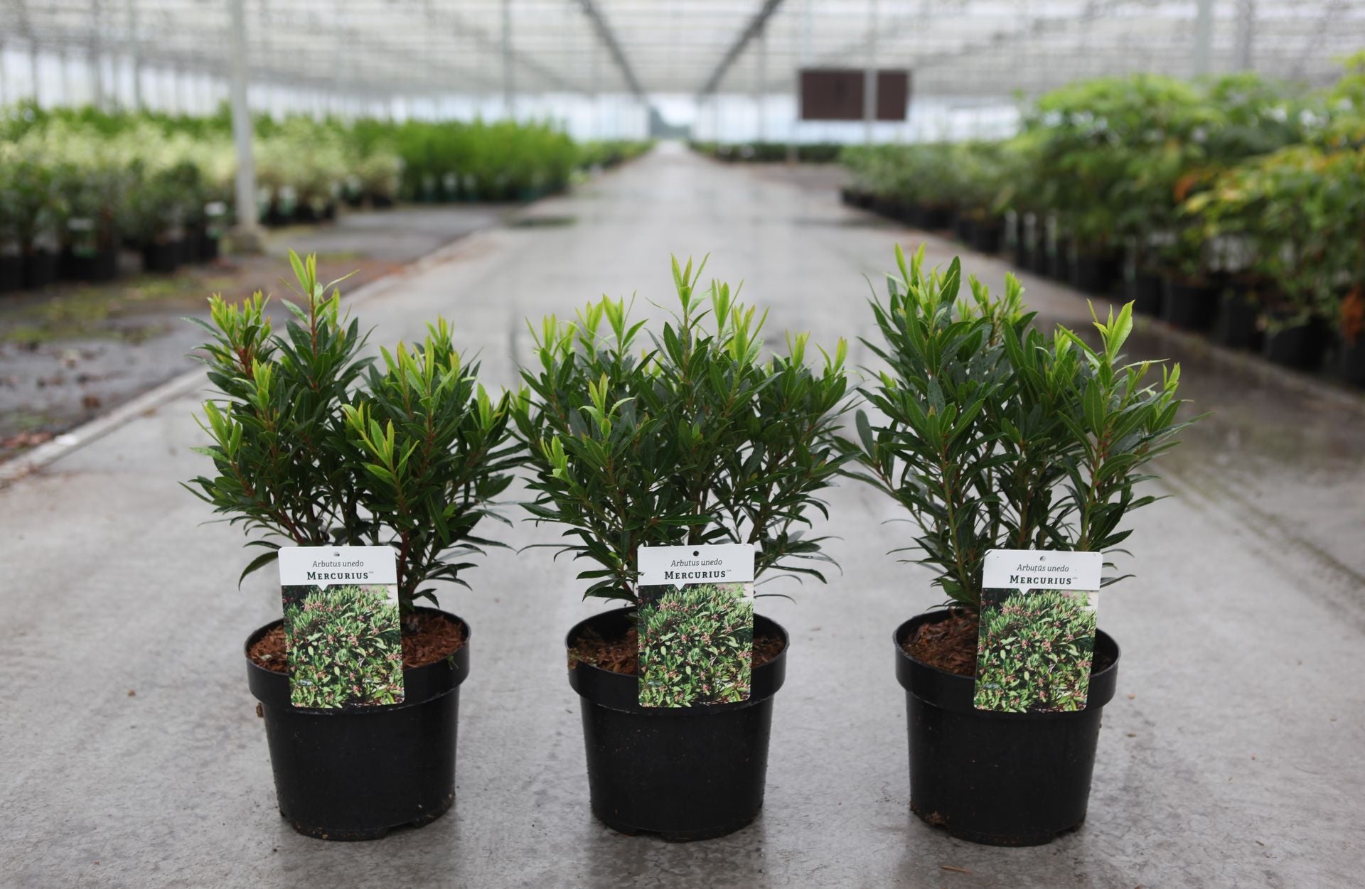Arbutus unedo MERCURIUS (PBR)