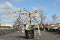 Prunus 'Snow Fountains'