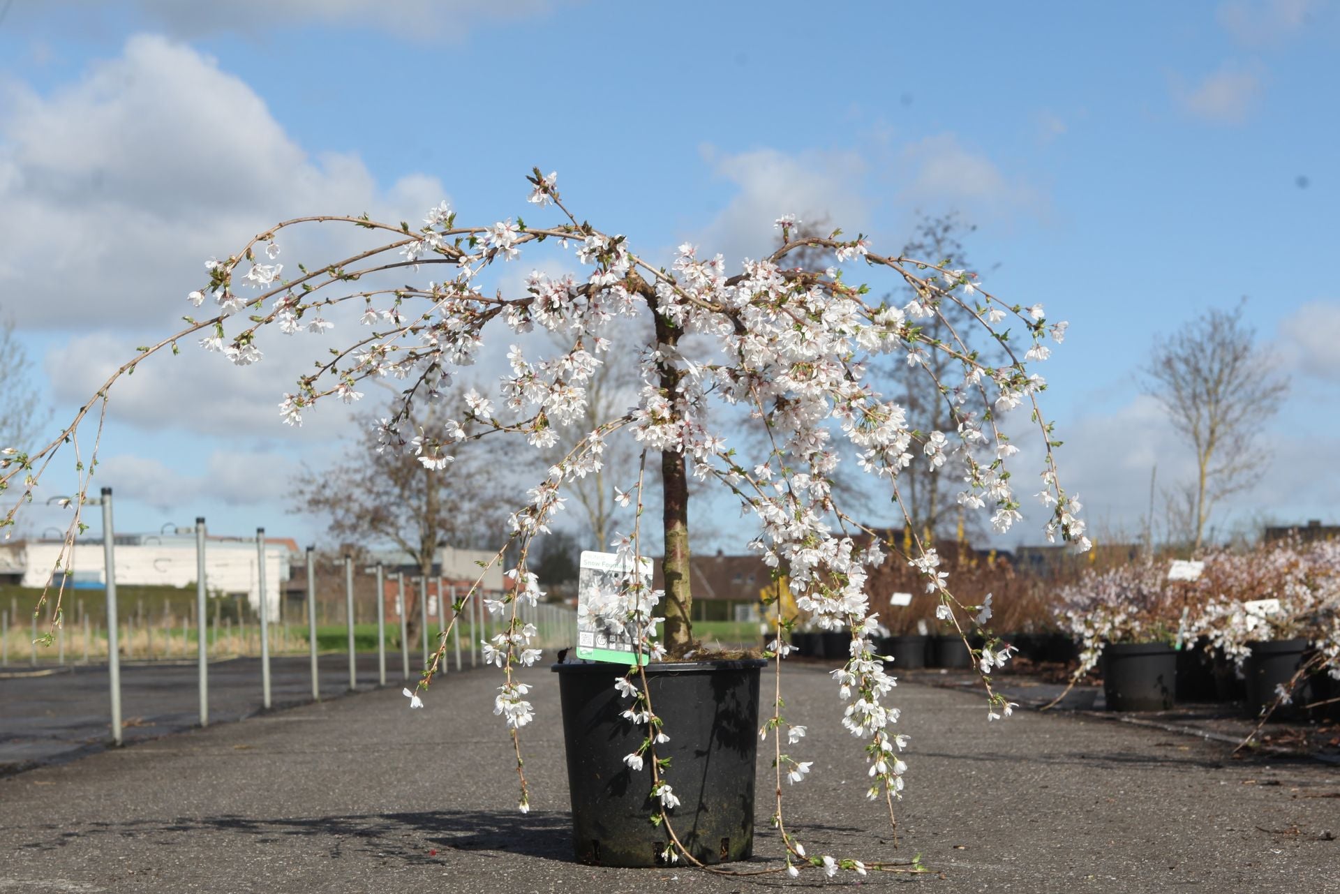 Prunus 'Snow Fountains'