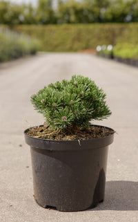 Pinus mugo 'Sherwood Compact'