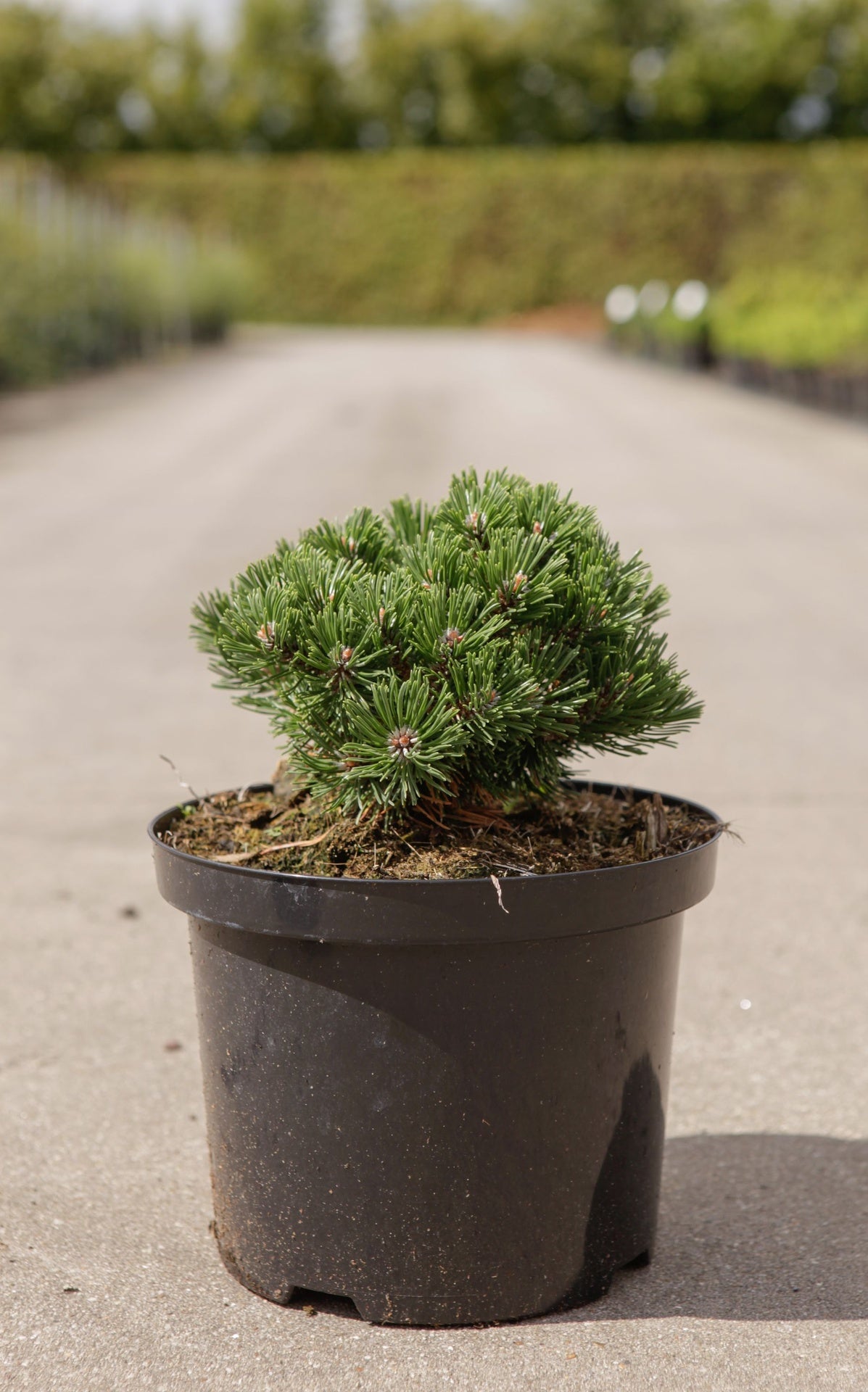 Pinus mugo 'Sherwood Compact'