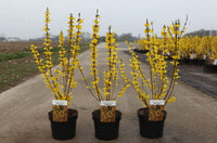 Forsythia intermedia 'Week-End©'