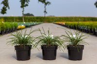 Thuja plicata 'Whipcord'