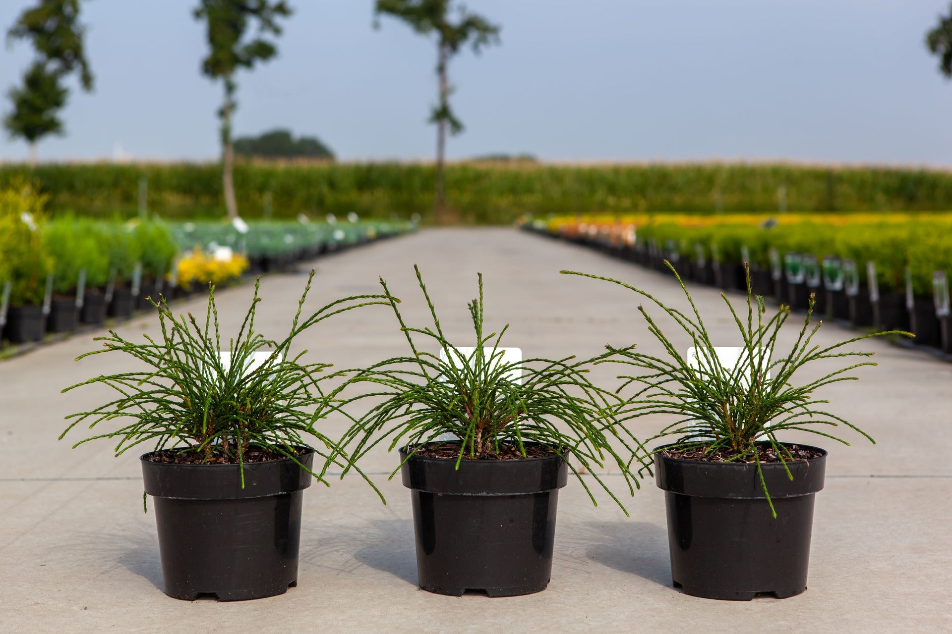 Thuja plicata 'Whipcord'