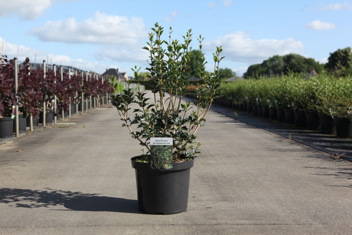 Osmanthus heterophyllus