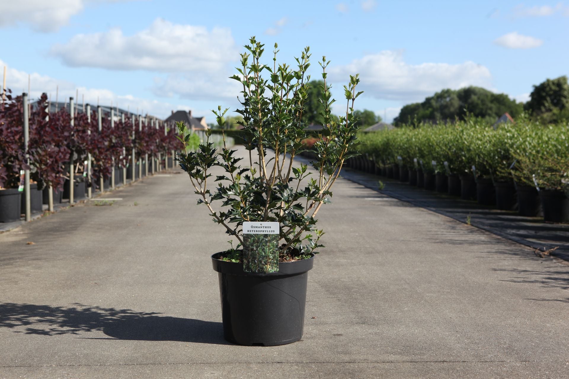 Osmanthus heterophyllus