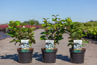 Viburnum plicatum 'Grandiflorum'