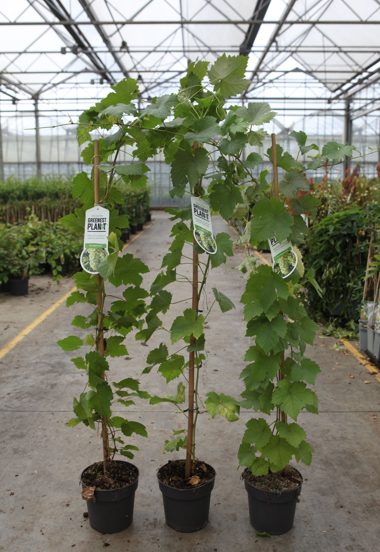 Vitis 'Vroege van der Laan'