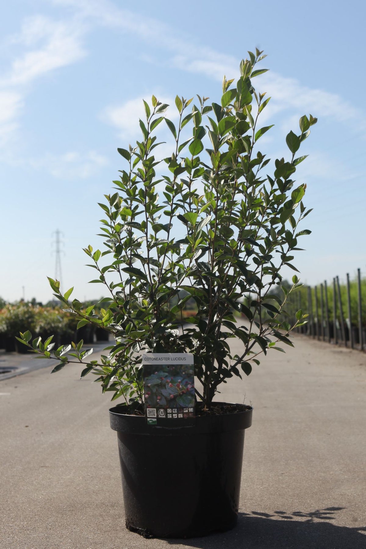 Cotoneaster lucidus