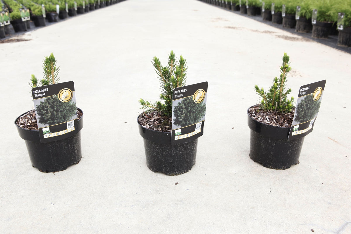 Picea abies 'Tompa'