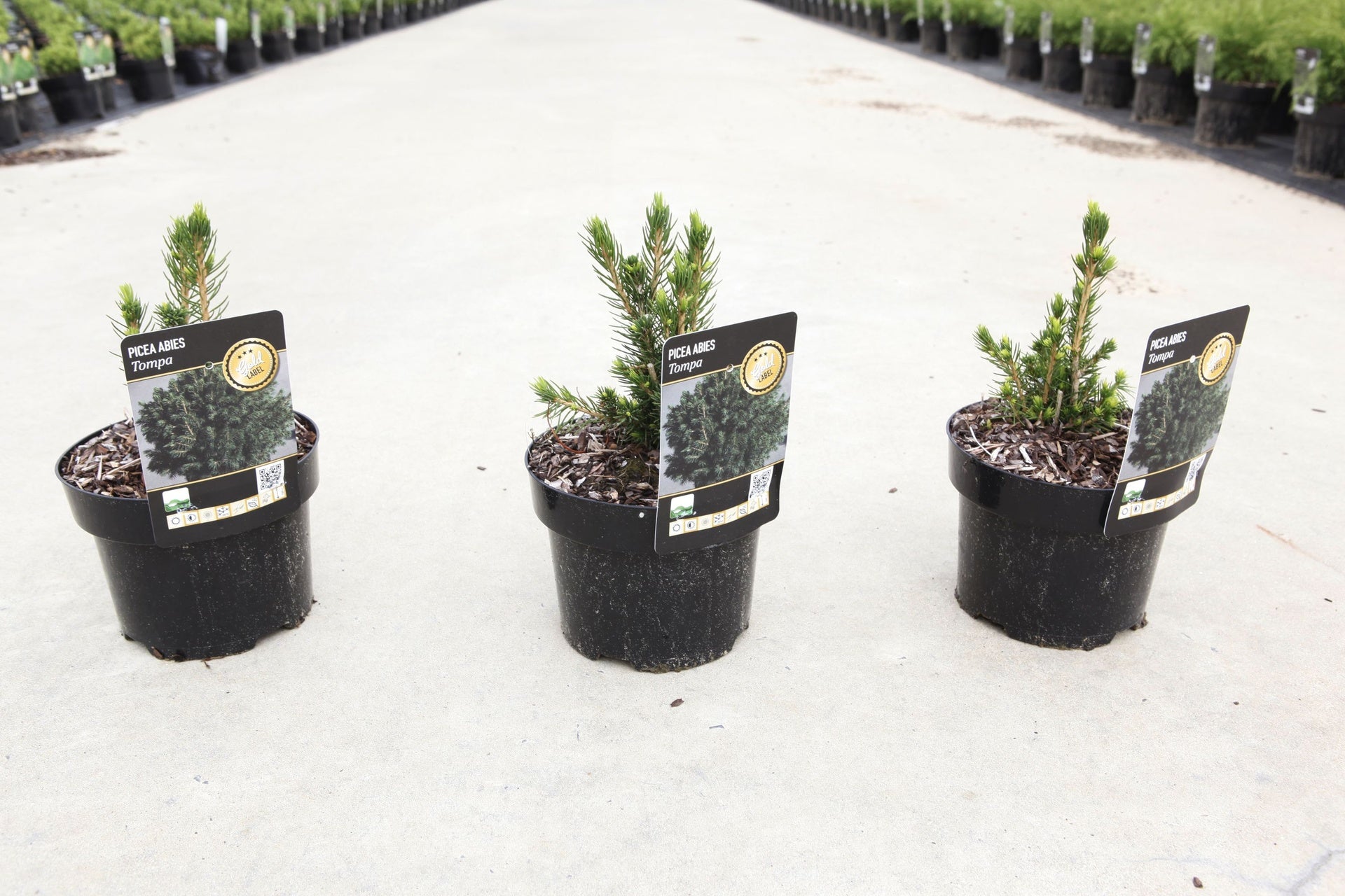 Picea abies 'Tompa'