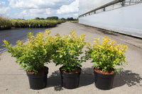 Physocarpus opulifolius 'Minion'