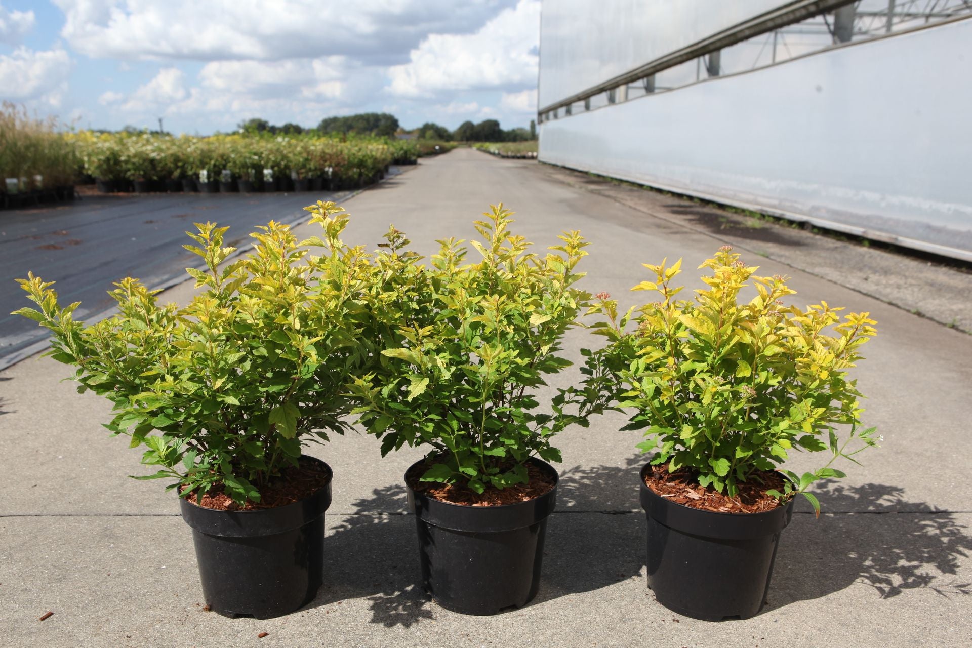 Physocarpus opulifolius 'Minion'