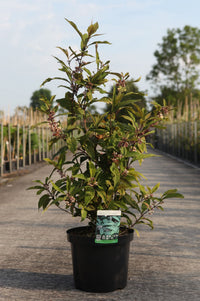 Callicarpa kwangtungensis