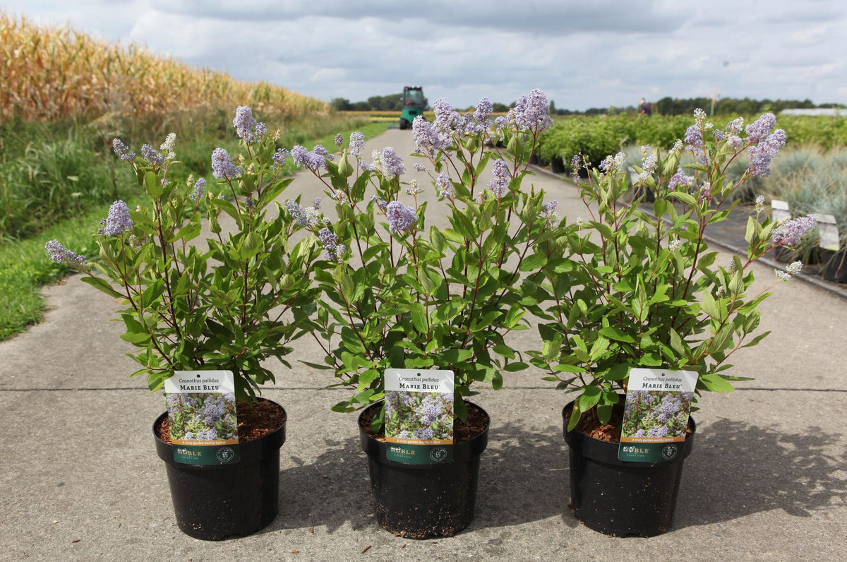 Ceanothus pallidus MARIE BLEU