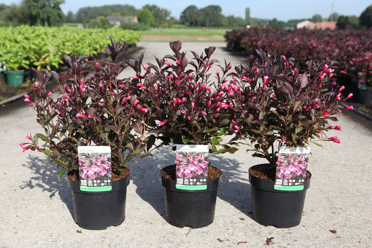 Weigela florida 'Alexandra' (PBR)