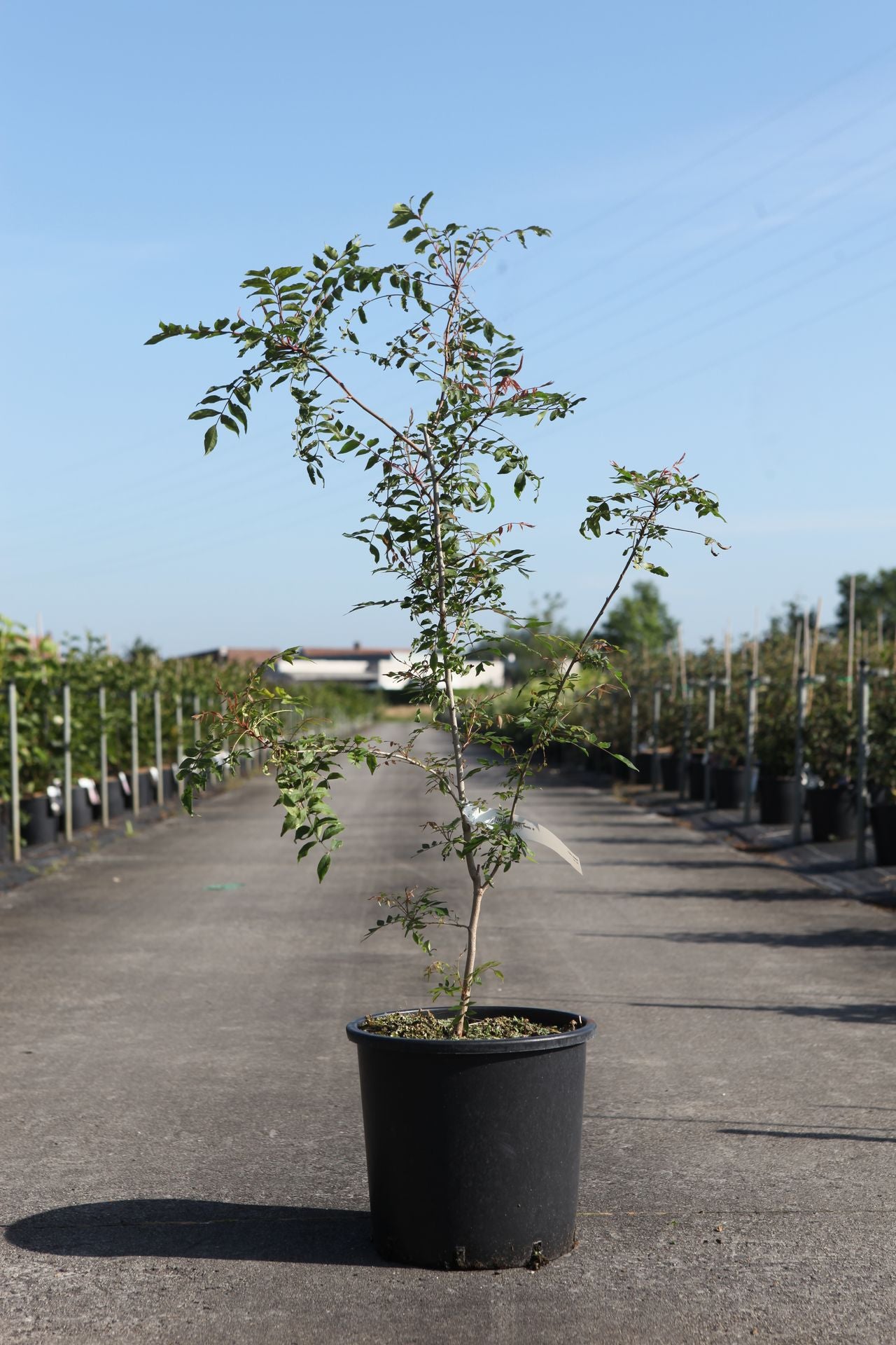 Pistacia chinensis