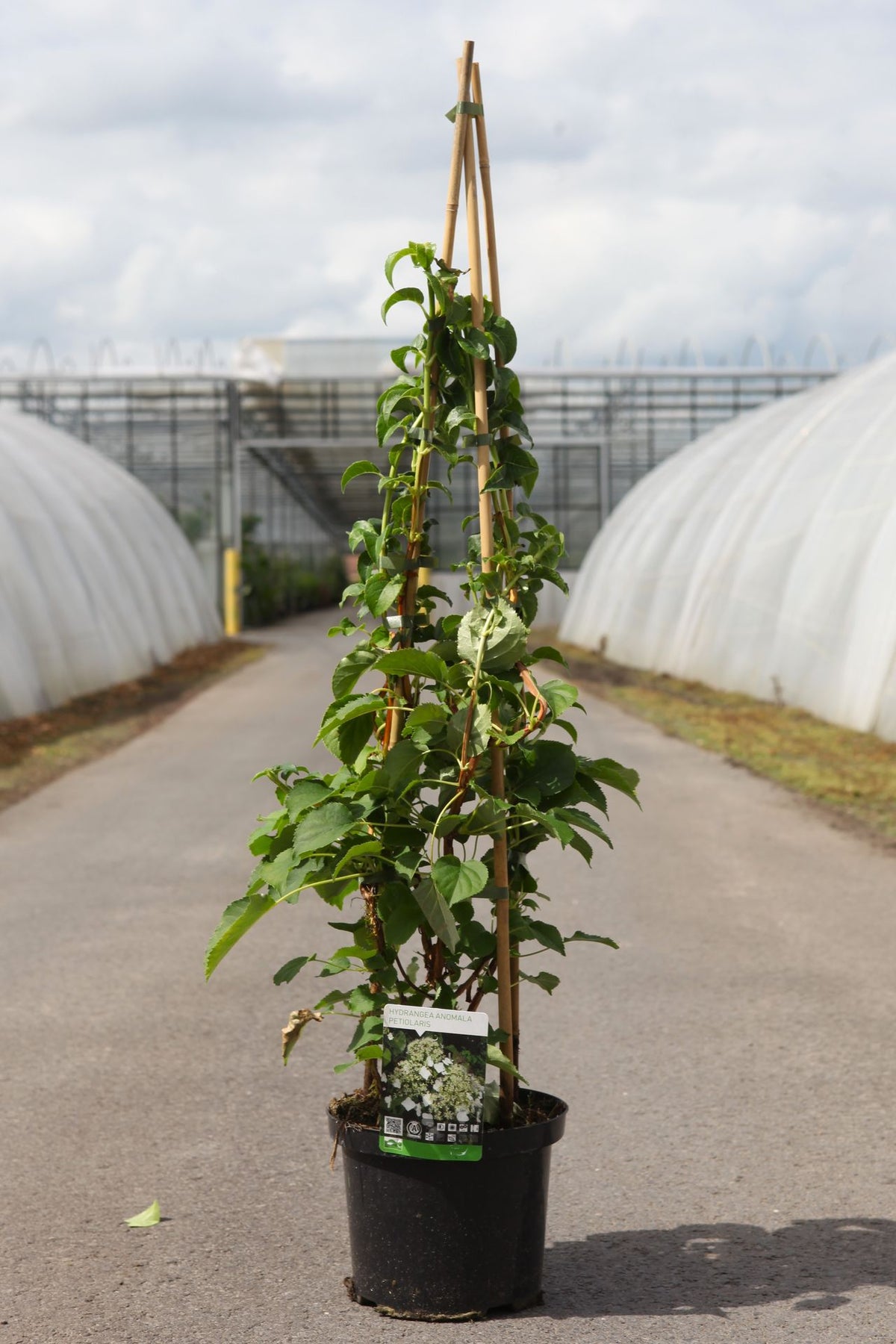 Climbing hydrangea Hydrangea anomala petiolaris with healthy green foliage ready to climb walls or fences