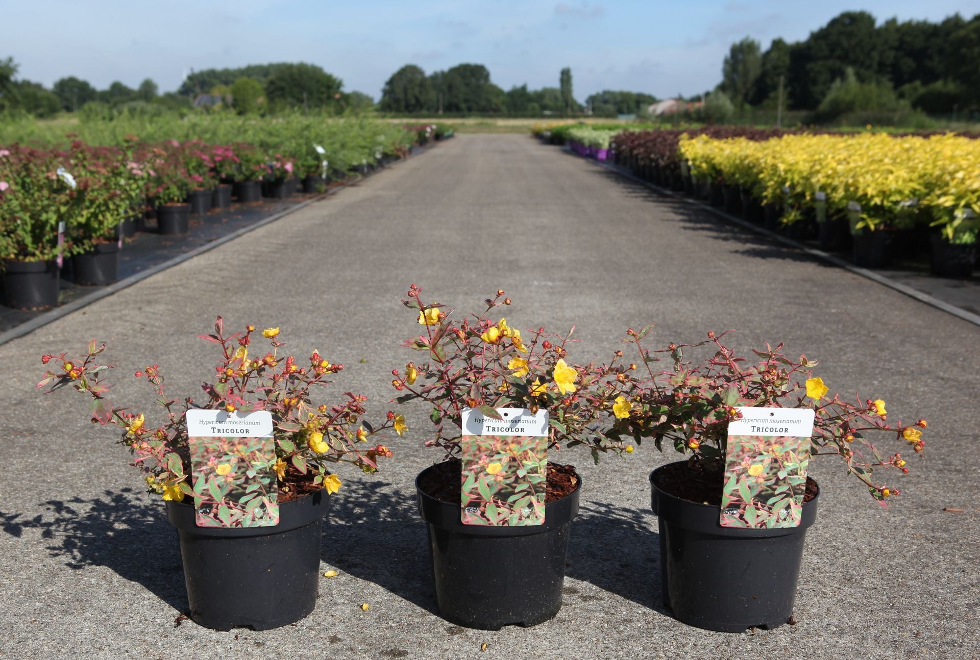 Hypericum moserianum 'Tricolor'