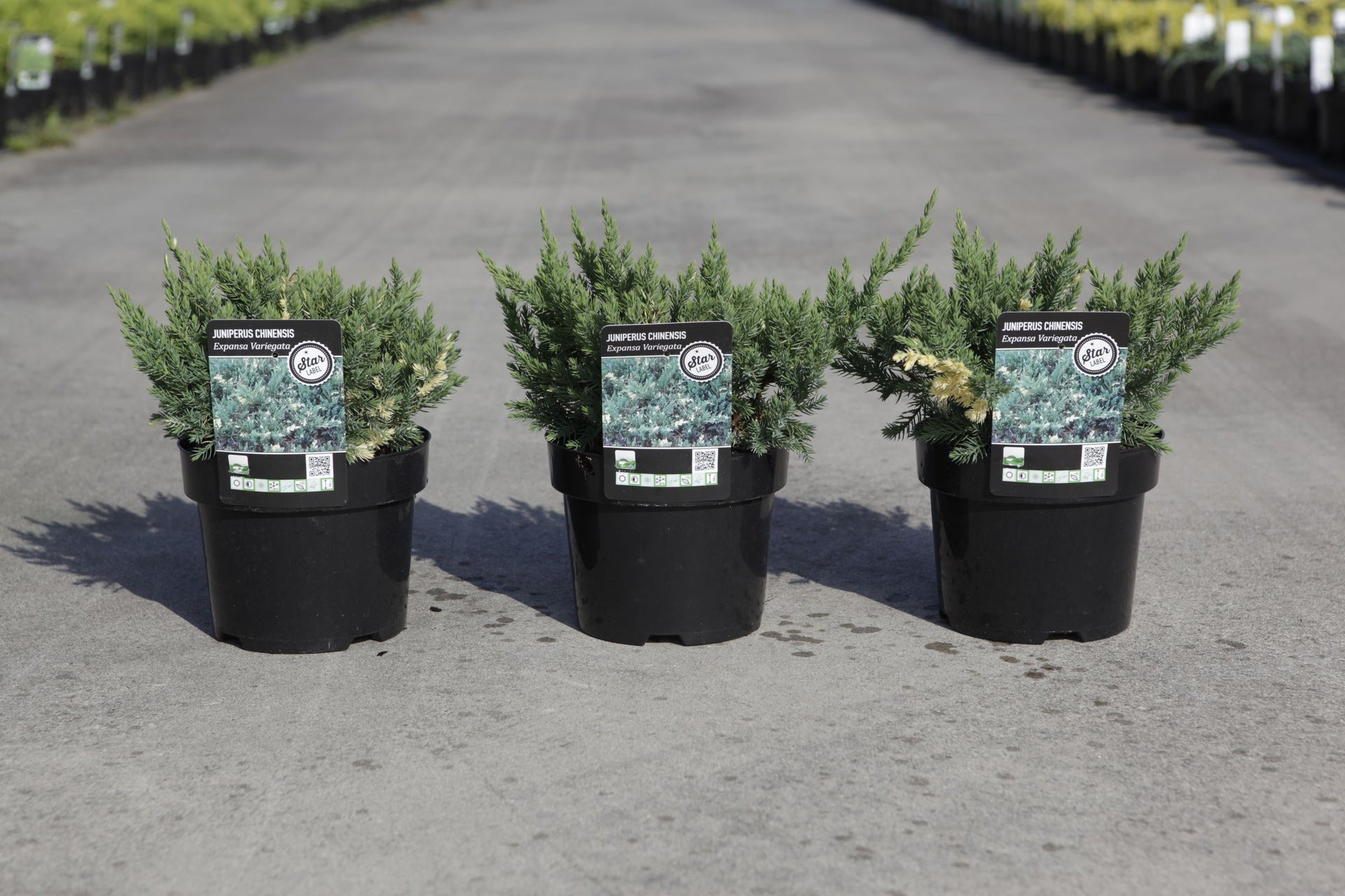 Juniperus chinensis 'Expansa Variegata'