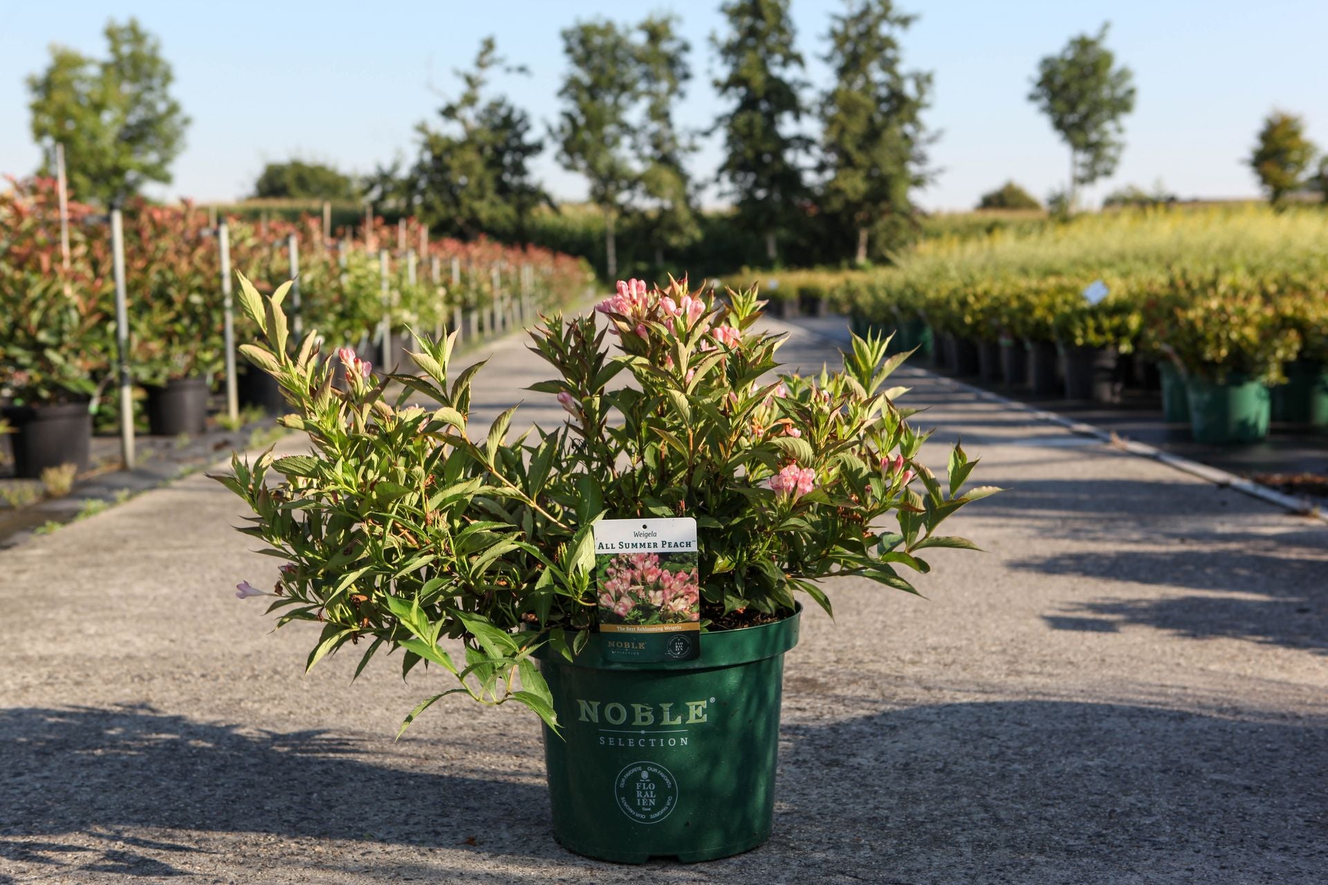 Weigela ALL SUMMER© PEACH (PBR)