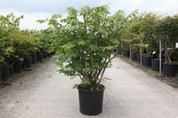 Euonymus alatus