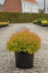 Thuja occidentalis FIRE CHIEF (PBR)