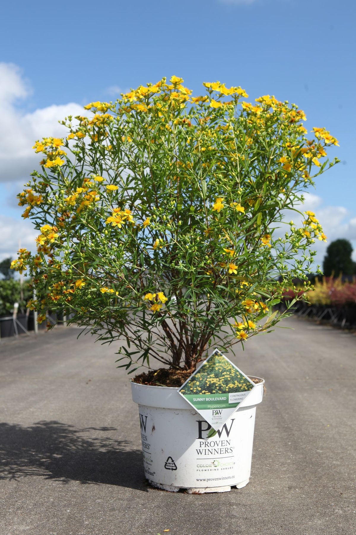Hypericum kalmianum Proven Winners© SUNNY BOULEVARD (PBR)