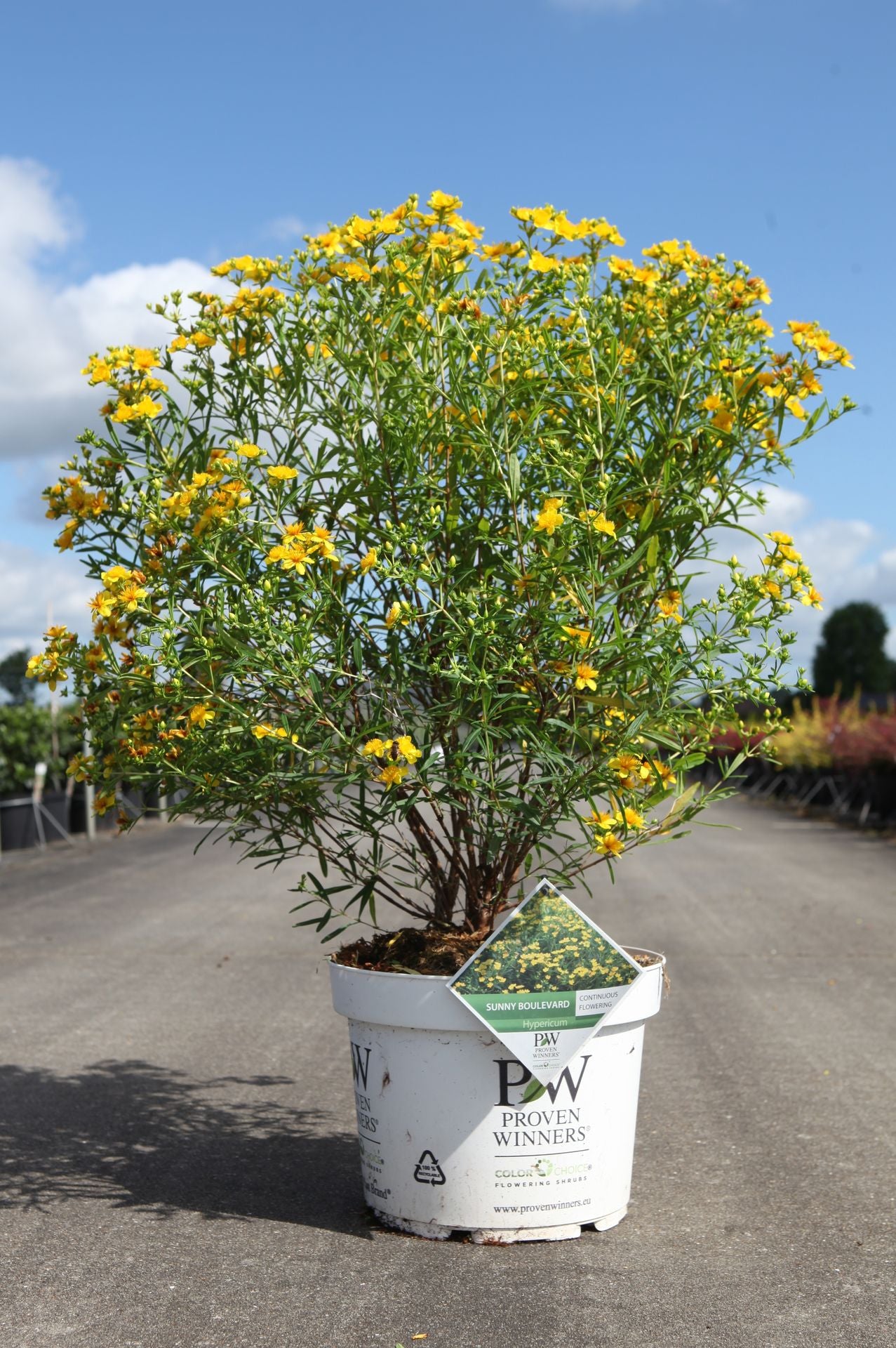 Hypericum kalmianum Proven Winners© SUNNY BOULEVARD (PBR)