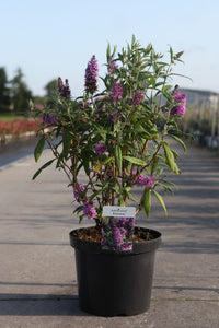 Buddleja davidii PEACOCK (PBR)