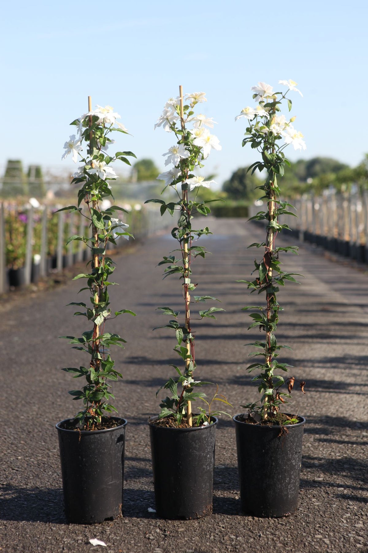 Clematis 'White Arabella'