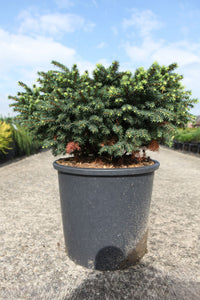 Picea omorika 'Karel'