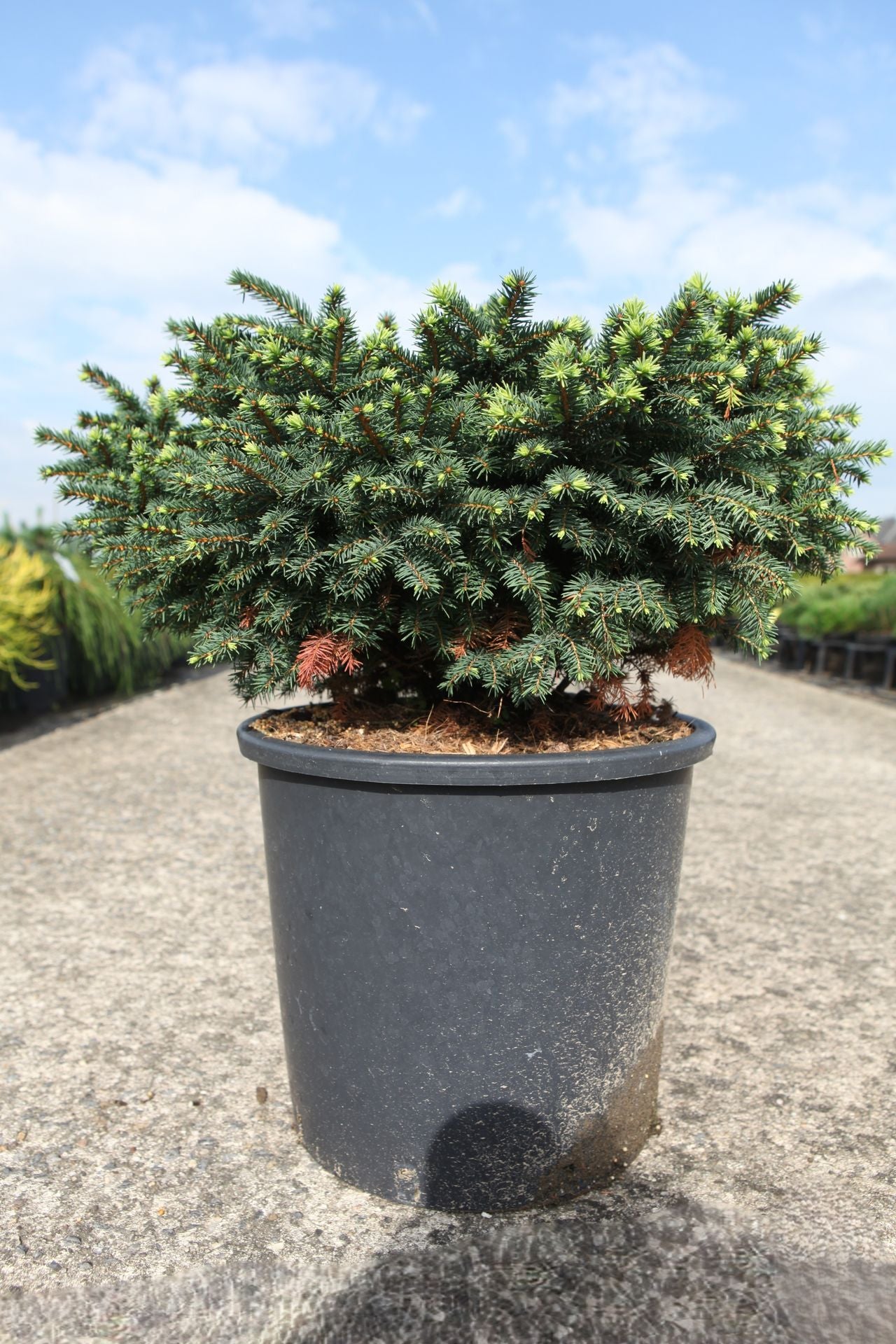 Picea omorika 'Karel'