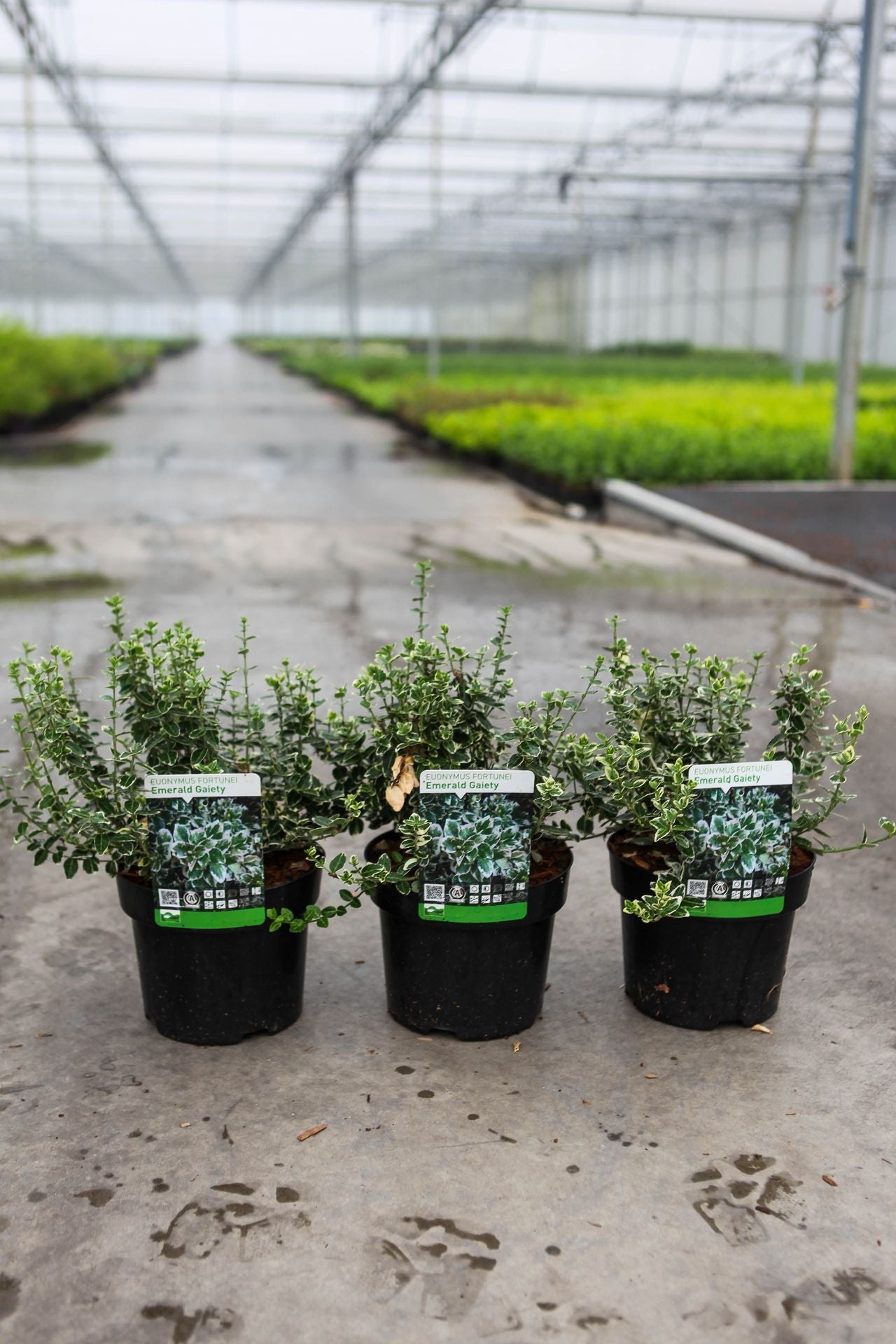Euonymus fortunei 'Emerald Gaiety'