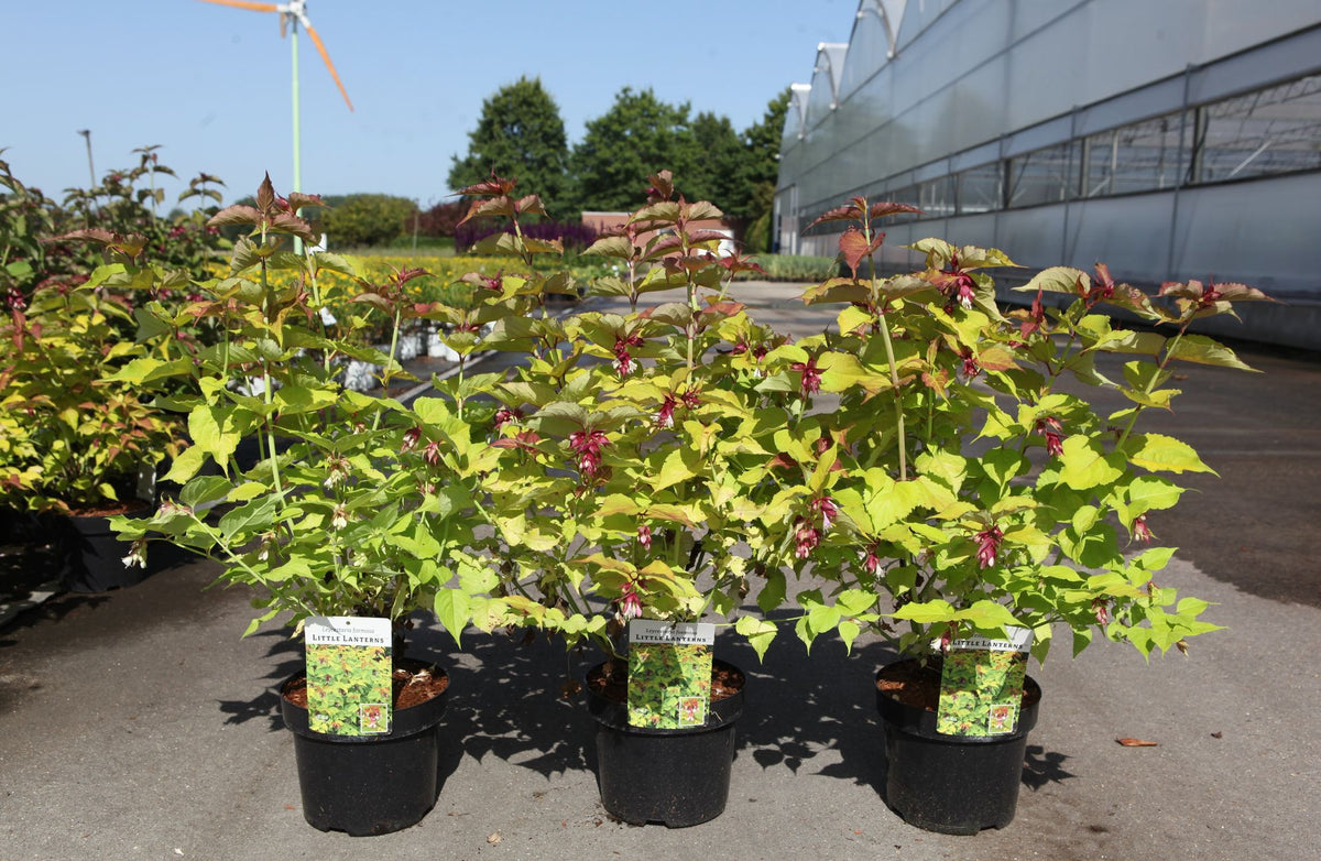 Leycesteria formosa LITTLE LANTERNS (PBR)