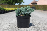 Juniperus squamata 'Blue Star'