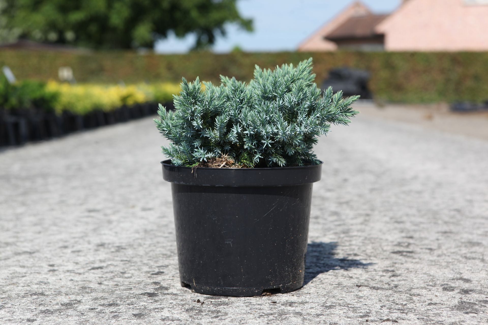 Juniperus squamata 'Blue Star'