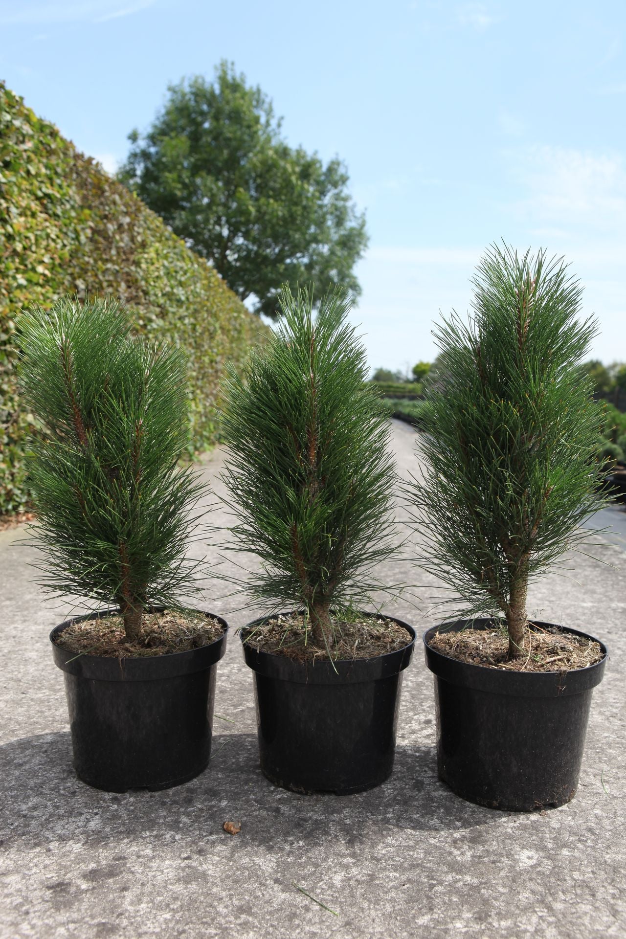 Pinus nigra 'Green Tower'