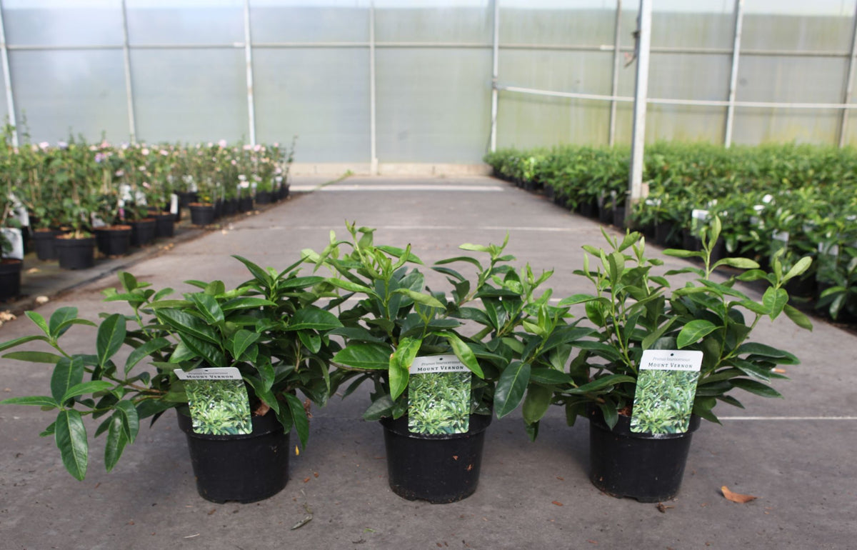 Prunus (L) laurocerasus 'Mount Vernon'