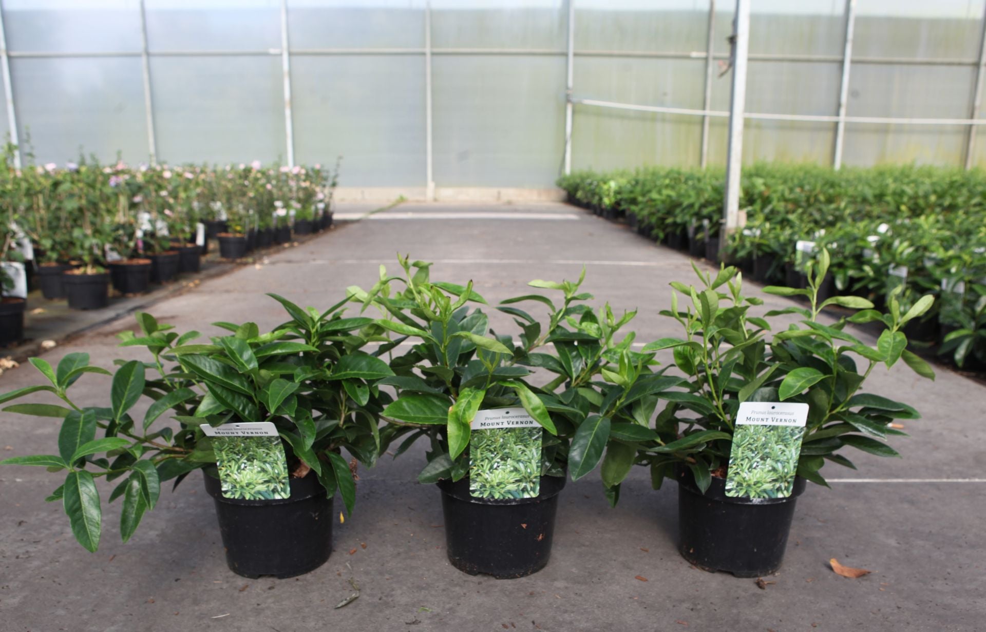 Prunus (L) laurocerasus 'Mount Vernon'