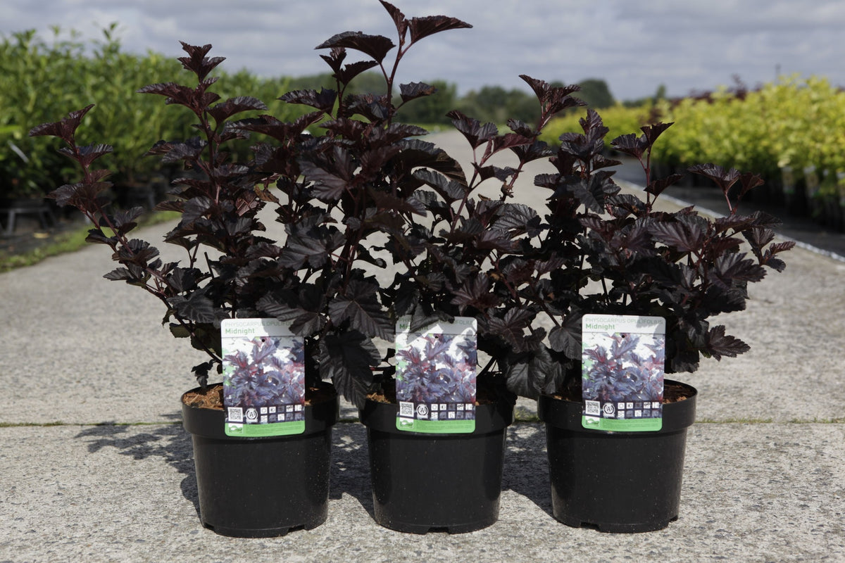 Physocarpus opulifolius MIDNIGHT (PBR)