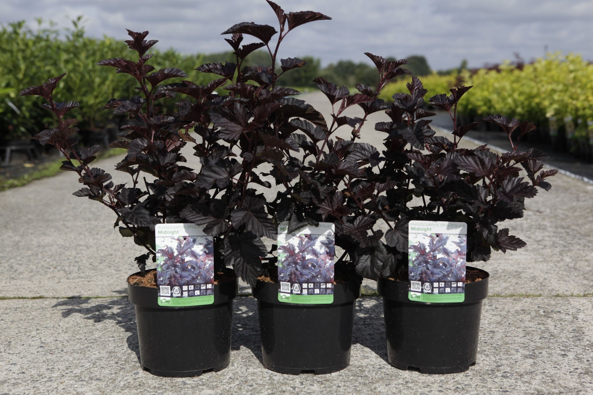 Physocarpus opulifolius MIDNIGHT (PBR)