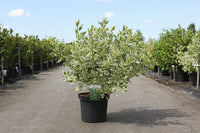 Cornus sericea 'White Gold'